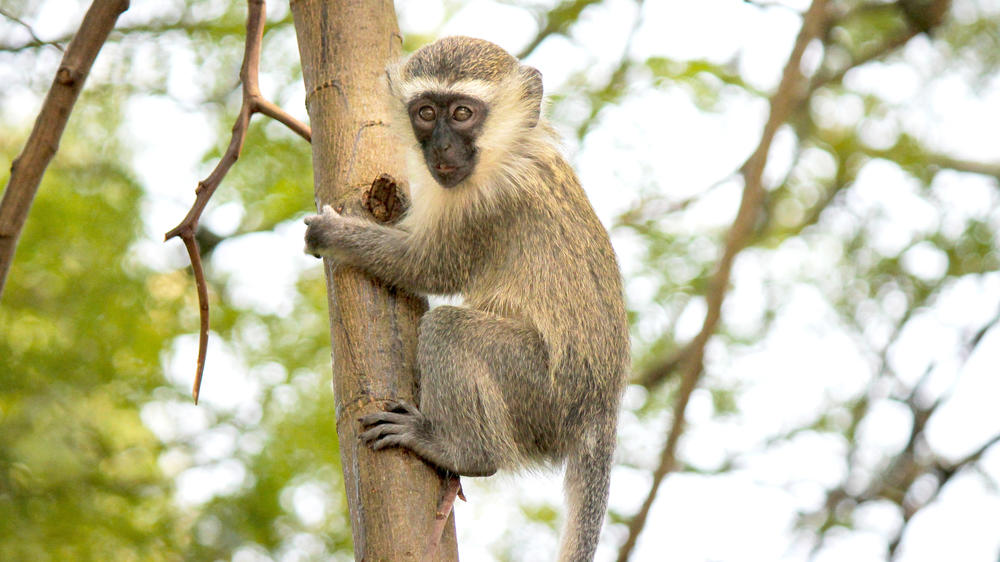 Kibale Forest National Park