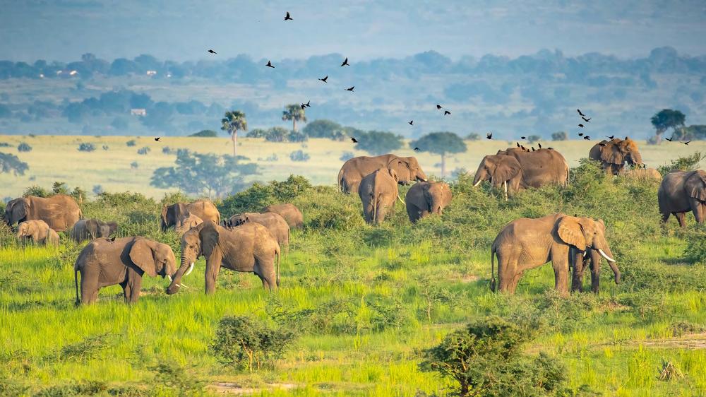 Murchison Falls National Park