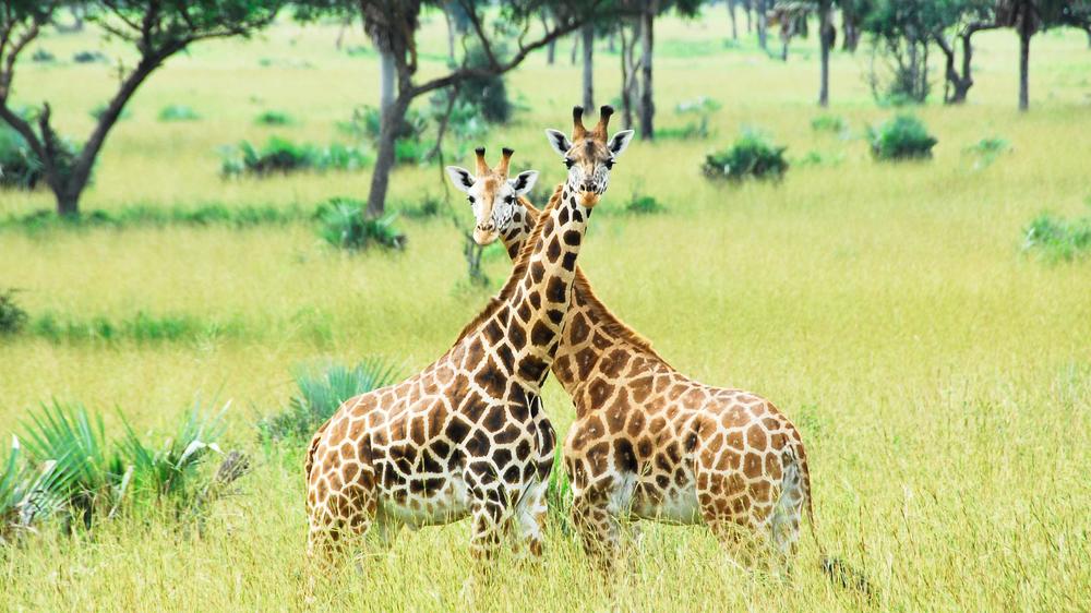 Murchison Falls National Park