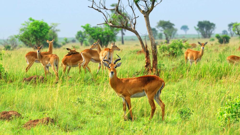 Murchison Falls National Park
