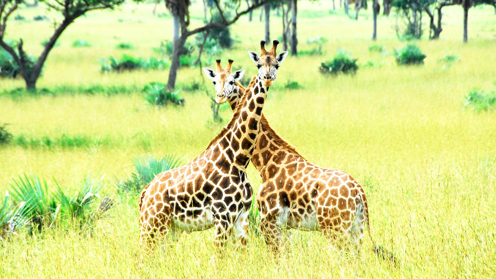 Murchison Falls National Park