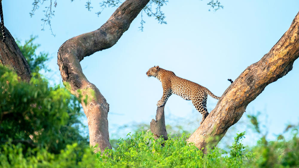 Murchison Falls National Park