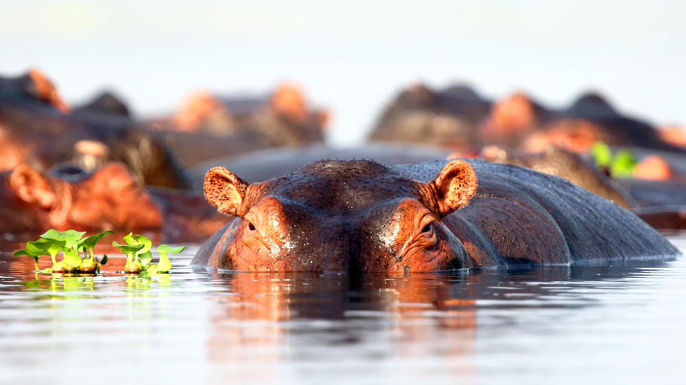 Murchison Falls National Park