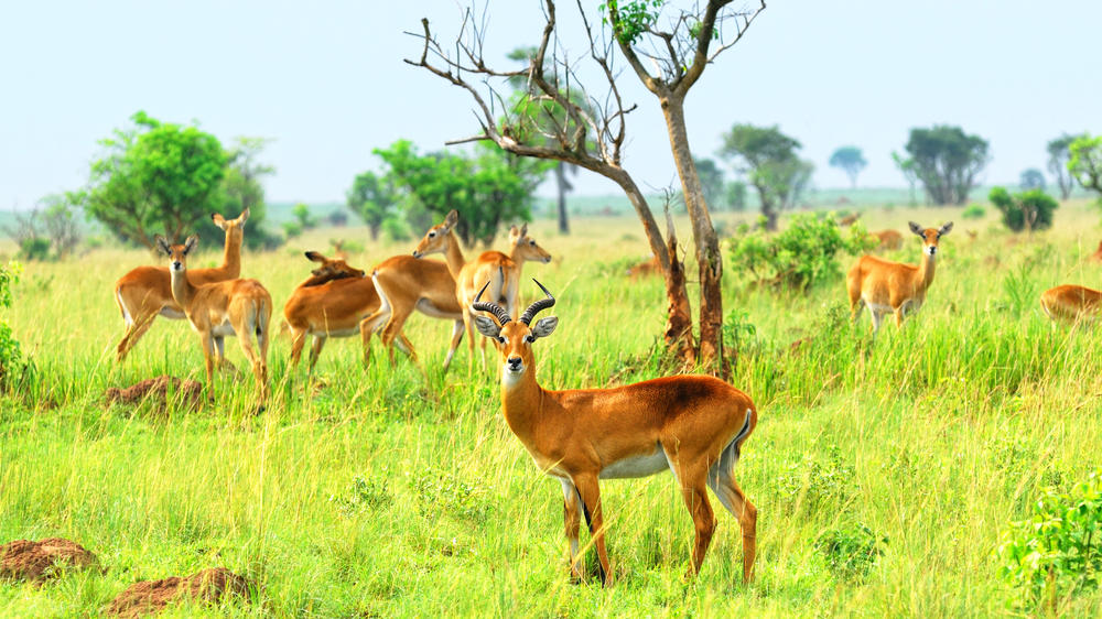 Murchison Falls National Park