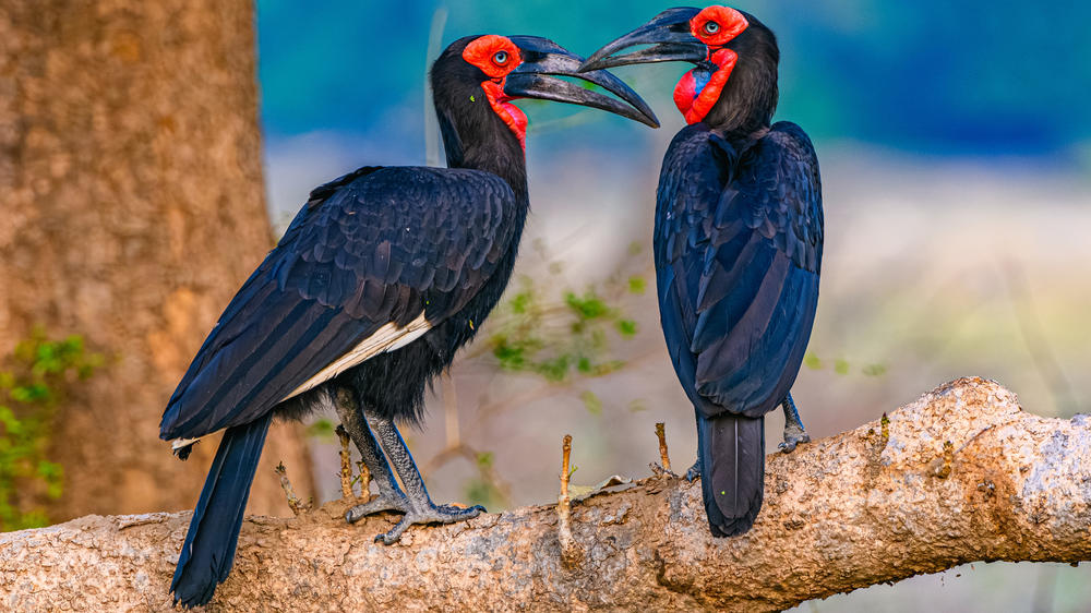 Liwonde National Park