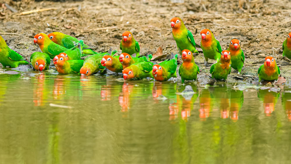 Liwonde National Park