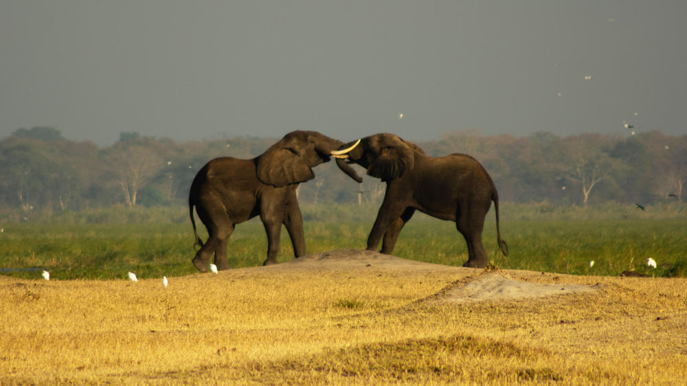 Liwonde National Park