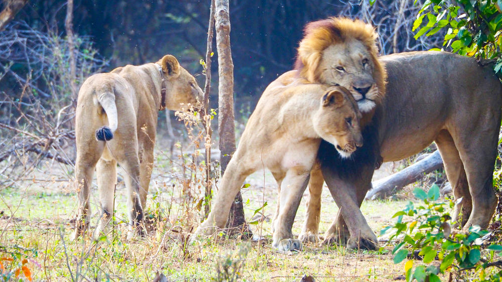Liwonde National Park