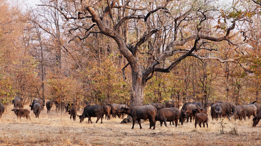 Liwonde National Park