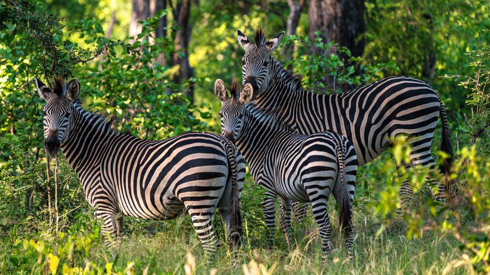 Liwonde National Park