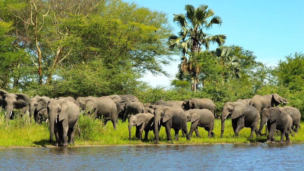 Liwonde National Park