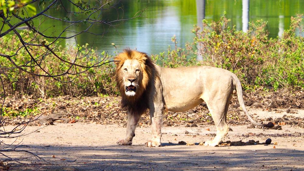 Liwonde National Park