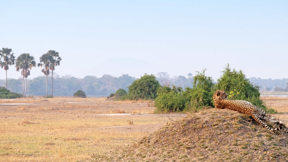 Liwonde National Park