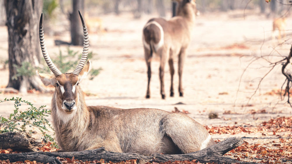 Liwonde National Park