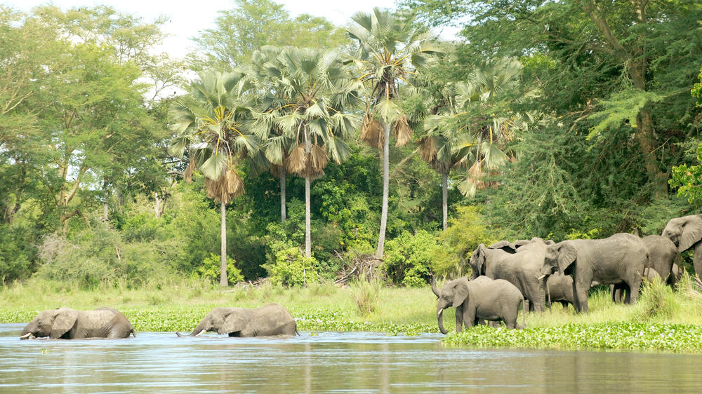Liwonde National Park