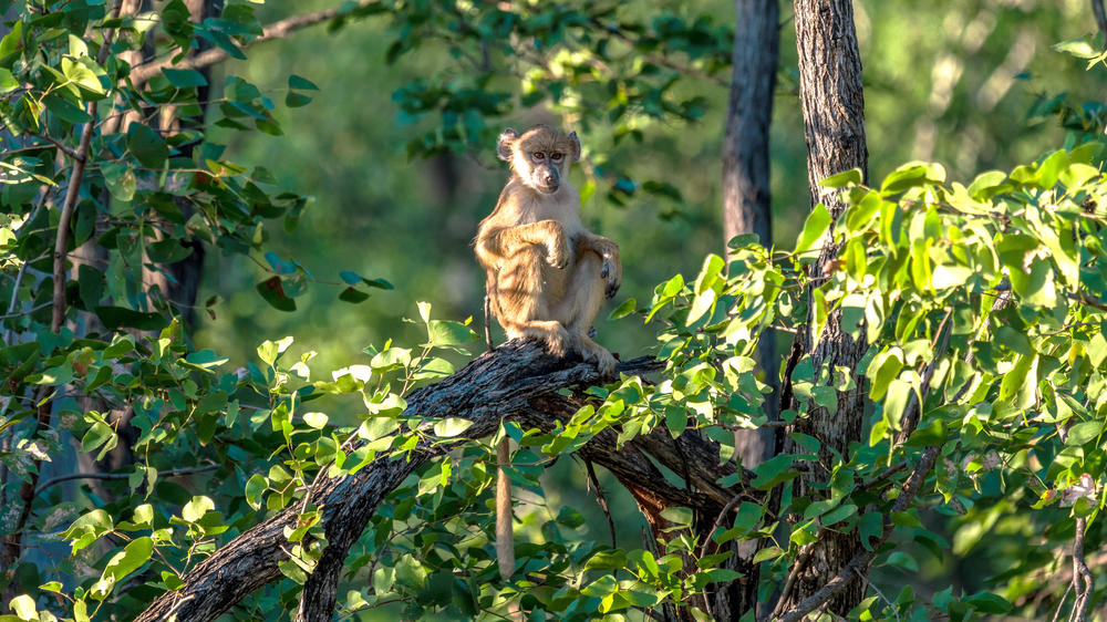 Liwonde National Park