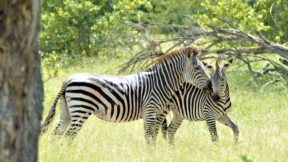 Liwonde National Park