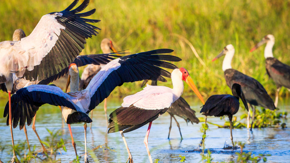 Liwonde National Park