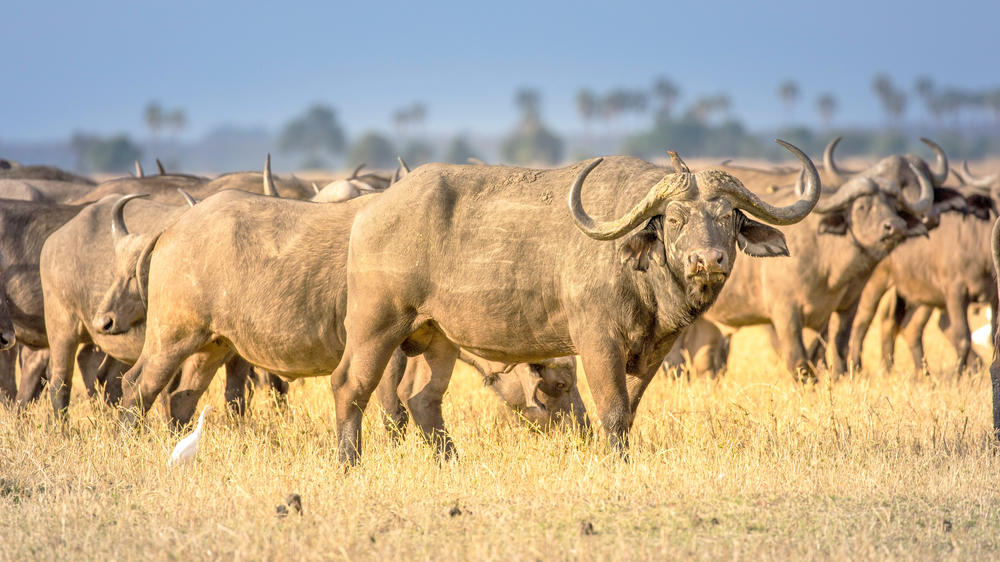 Liwonde National Park