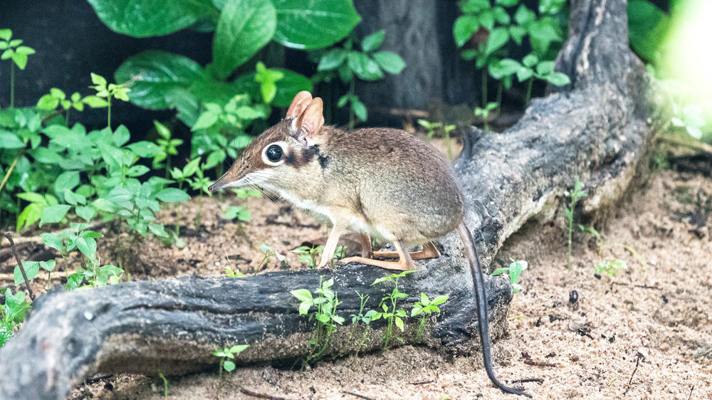 Liwonde National Park
