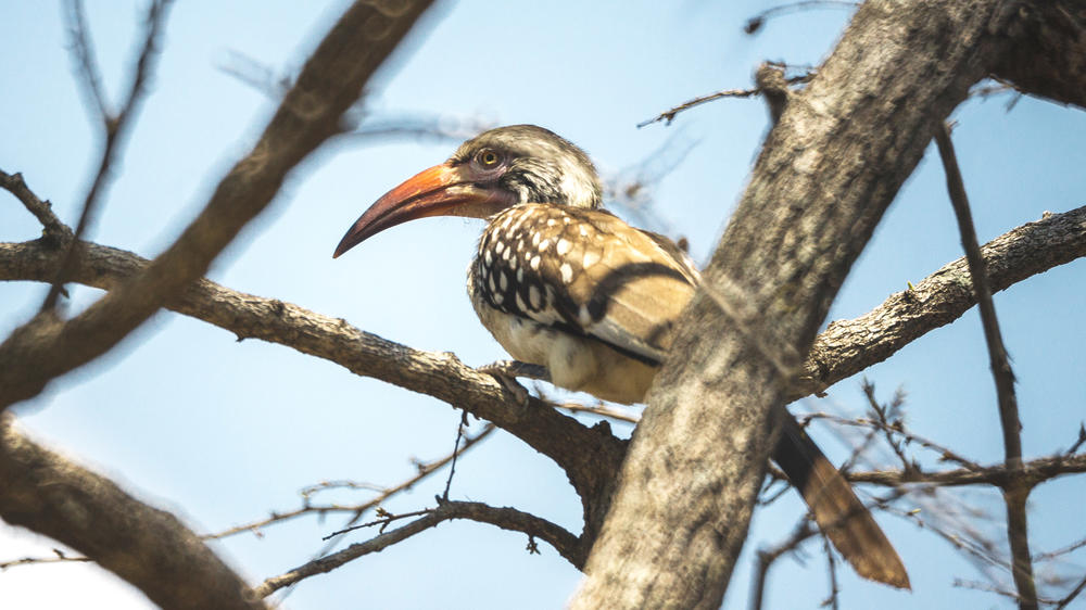 Liwonde National Park