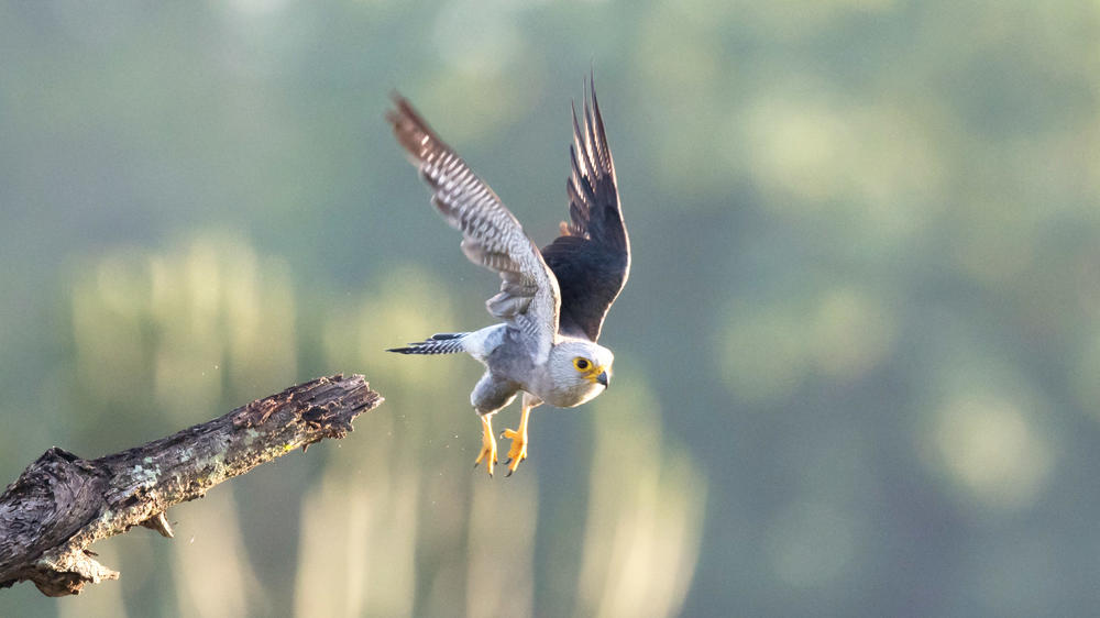 Liwonde National Park