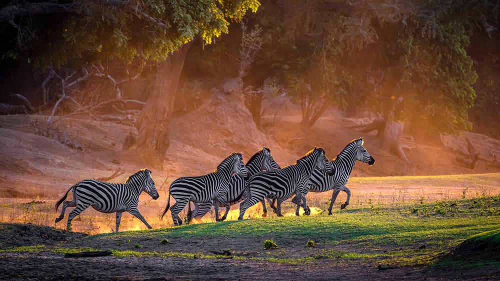 Mana Pools National Park