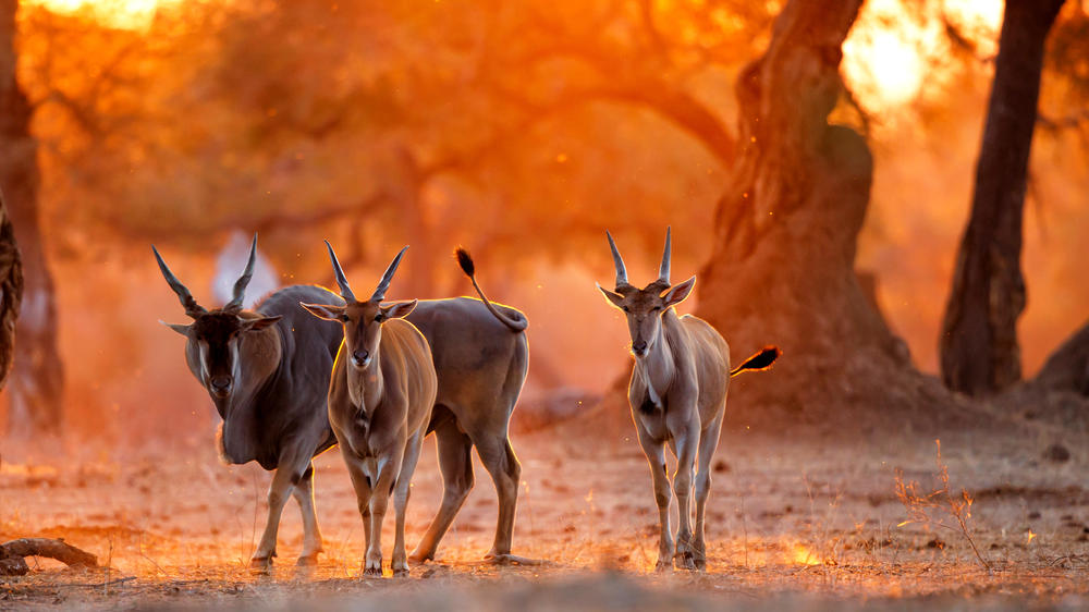 Mana Pools National Park