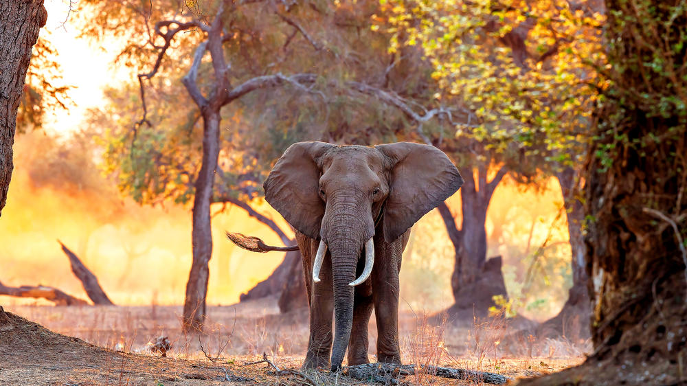Mana Pools National Park