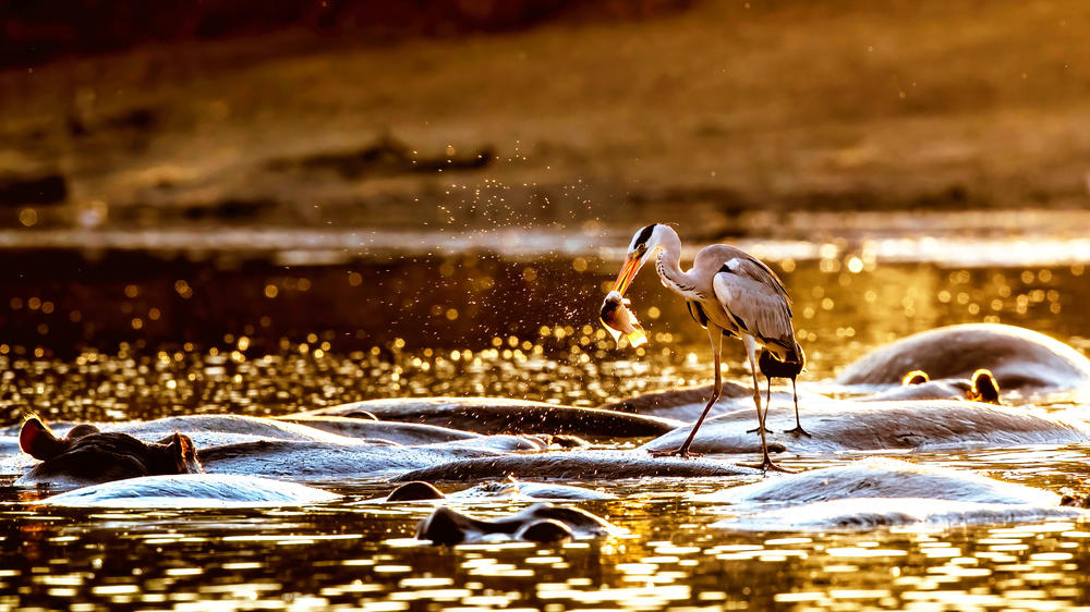 Mana Pools National Park