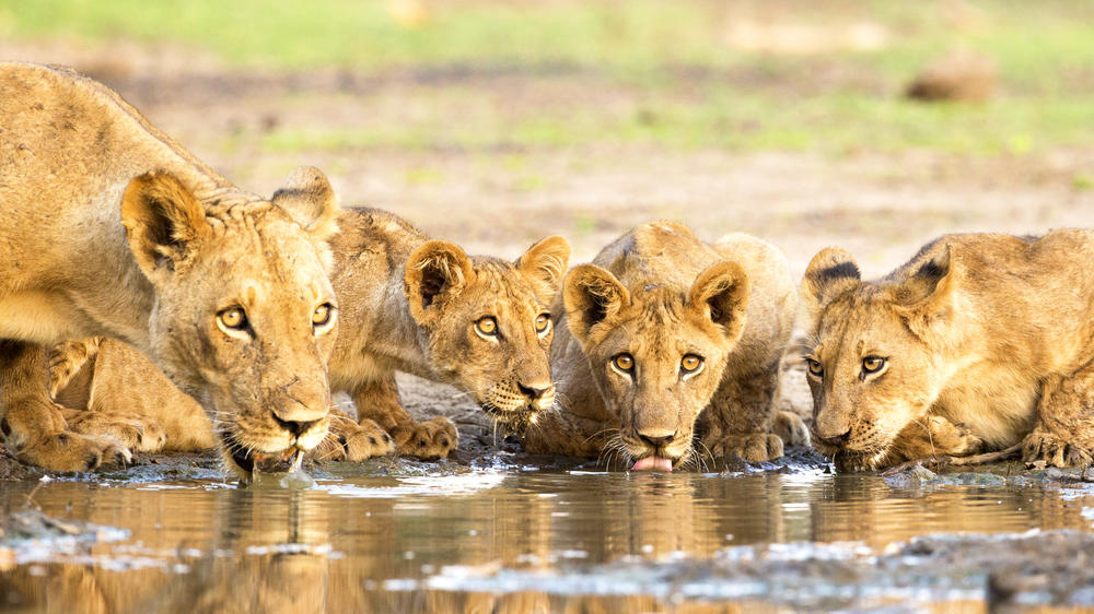 Mana Pools National Park