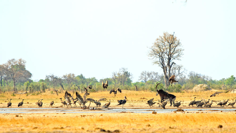 Hwange National Park