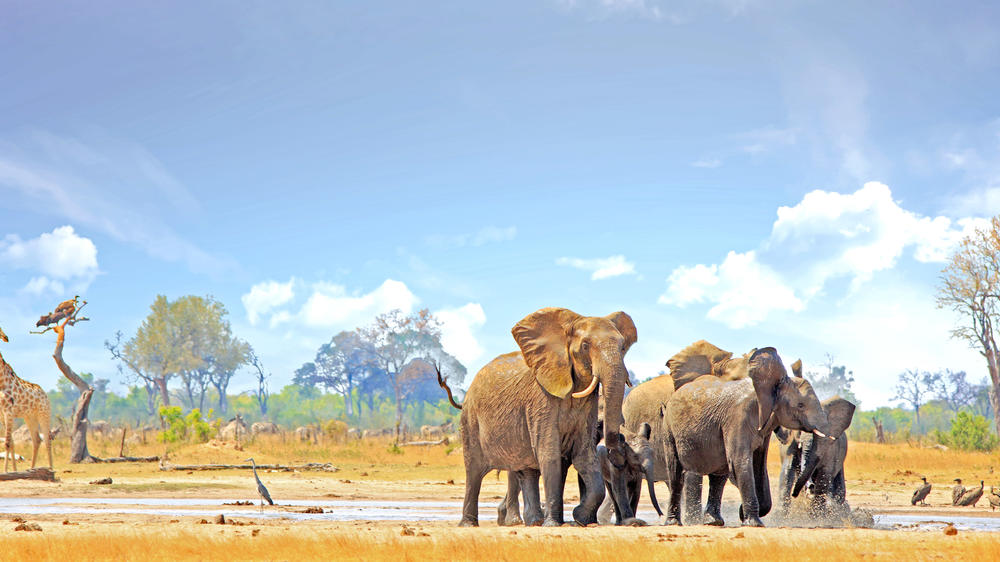 Hwange National Park