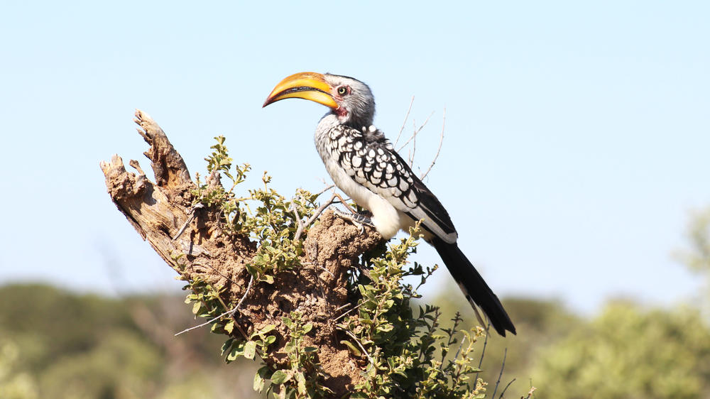 Hwange National Park