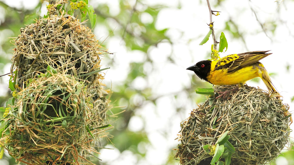 Hwange National Park