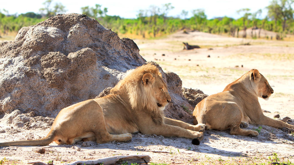 Hwange National Park