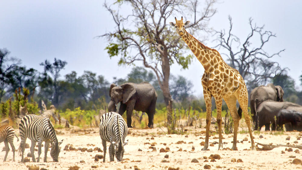 Hwange National Park