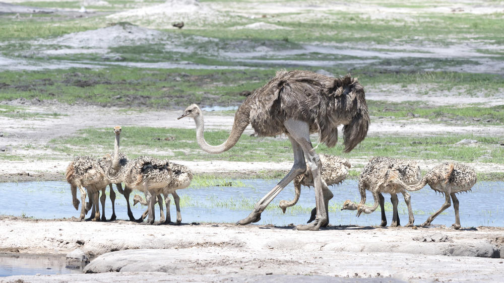 Hwange National Park