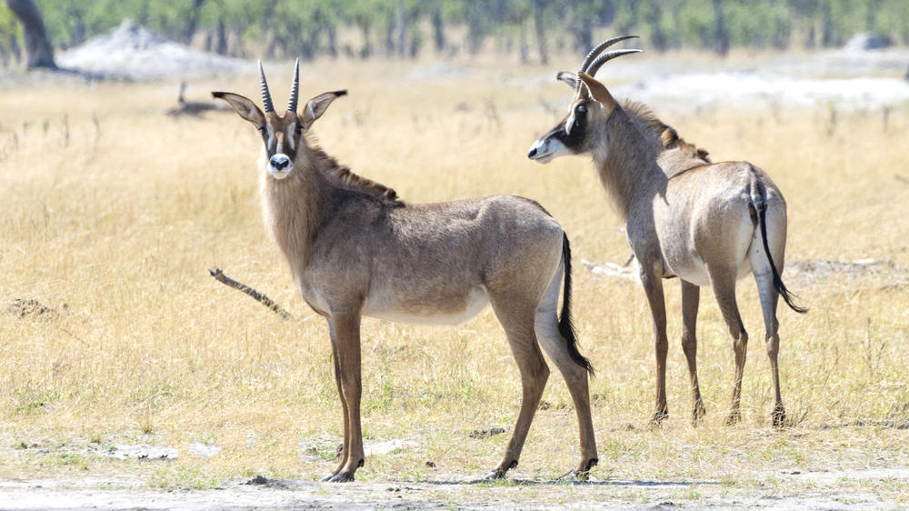 Hwange National Park