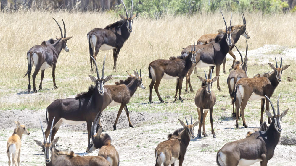 Hwange National Park