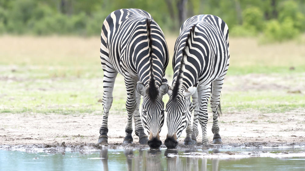 Hwange National Park