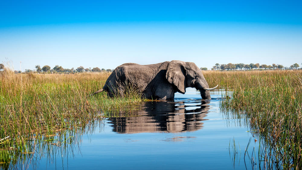 Okavango Panhandle