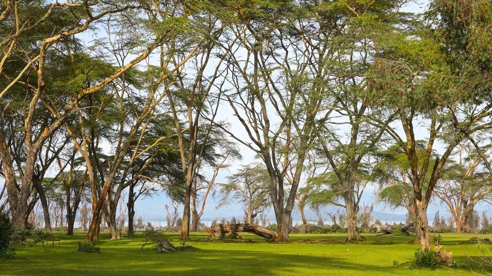 Naivasha