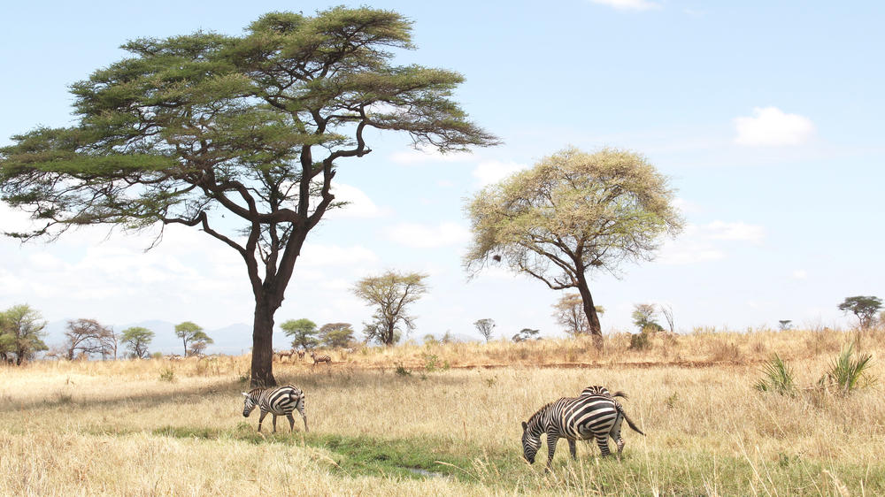 Meru National Park