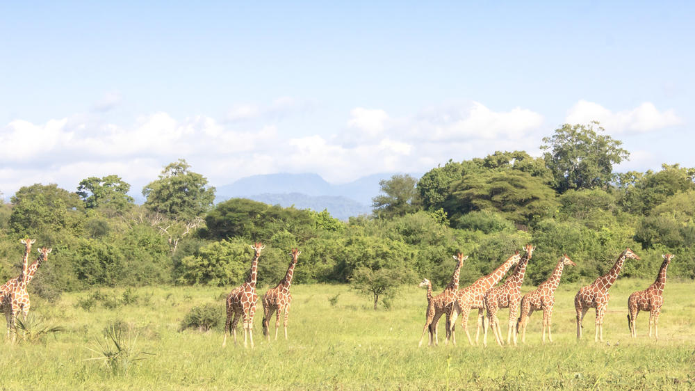 Meru National Park