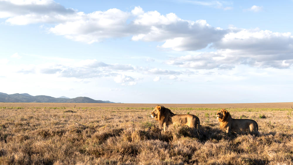 Lewa Conservancy