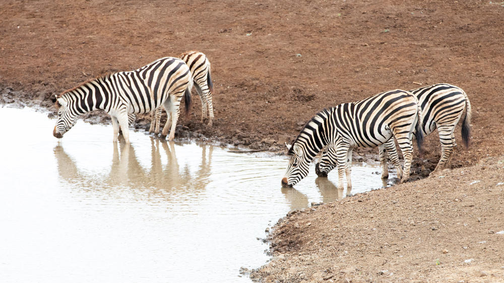 Buffalo Springs National Reserve