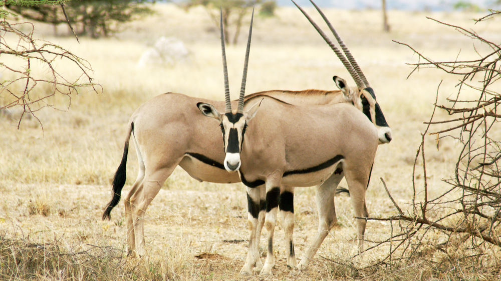 Buffalo Springs National Reserve