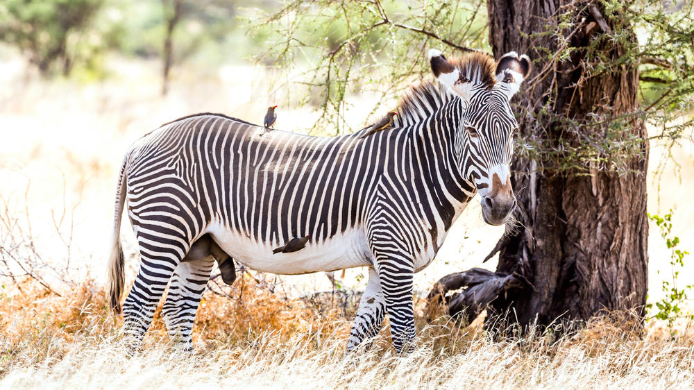 Buffalo Springs National Reserve