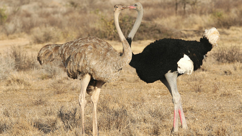 Buffalo Springs National Reserve